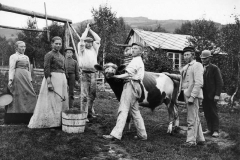 Storfeet hadde stor betydning både på grunn av melka og kjøttet. Her gjøres det klart for slakting – (Foto: Hans H. Lie, Maihaugen - SS-HHL-03195)