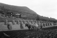 Høstonn i Byrhagen på Vinstra 1908. Kornet er satt opp på staur og åkeren pløyes til neste år. – (Foto: Hans H. Lie, Maihaugen - SS-HHL-11120)