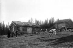 Bildet viser kyr som beiter på husmannsplassen Klyphaugen i Ruste i Nord-Fron. – (Foto: Hans H. Lie, Maihaugen - SS-HHL-12654_02)