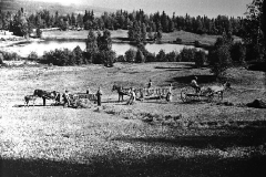 Høyonn, Under Slåttonna var det stort behov for hjelp på gårdene. Her er det høyonn på Bleken, Gran kommune. Bildet er fra rundt 1910 – Fotograf: Lars Bleken, Foto: Randsfjordmuseene AS