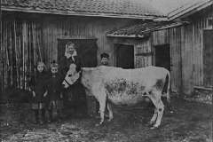 Kua mi, jeg takker deg. Ei god melkeku kunne være det mest verdifulle husmannsfamilien eide. Bildet er tatt rundt 1920 på plassen Brenna under Lund i Jevnaker. – Foto: H. Haugli, Jevnaker / Randsfjordmuseene AS