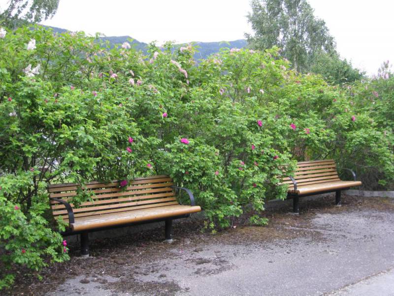 Bilde av benker og rosebusker Fåvang stasjon