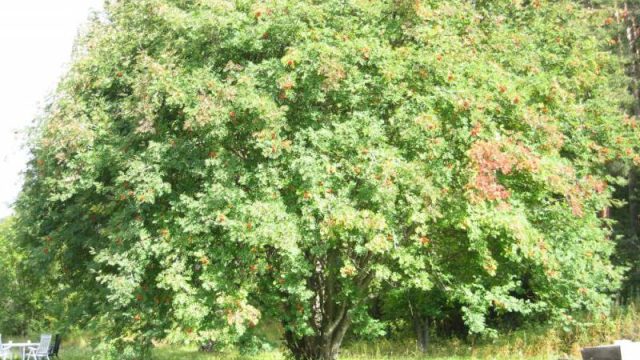 Ei praktfull rogn på stasjonsområdet til Sjoa stasjon (Fotograf: Dagmar Buen © Fylkesarkivet i Oppland). Bilde av rogn ved Sjoa stasjon