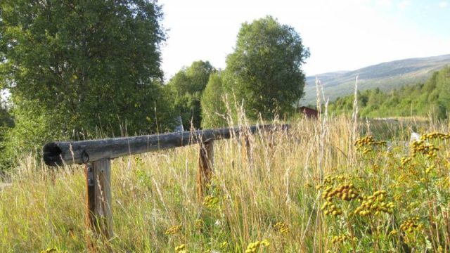 Bilde av tjoringsbom for hester ved Lora stasjon