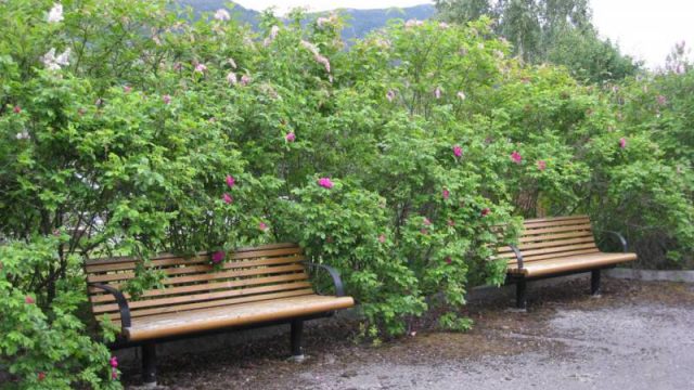 Fåvang stasjon (Fotograf: Dagmar Buen © Fylkesarkivet i Oppland). Bilde av benker og rosebusker Fåvang stasjon