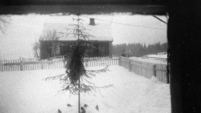 Hestsveen, Østre Toten - Hestsveen var to plasser under Balke vestre. Bildet viser stua i Hestsveen søndre, sett fra døråpningen i Hestsveen nordre, fotografert i jula 1940. De to husmannsstuene var helt like, og begge var malt okergule. Plassene var også like store med ca. 12 mål jord og 2 kuer, 1 foringsdyr, gris og noen høner. – Fotograf: Anna Berg. Foto: Mjøsmuseet / R 79/040/06. Enslig tre med fugler under i forgrunnen, hus i bakgrunnen med innsjø bak seg