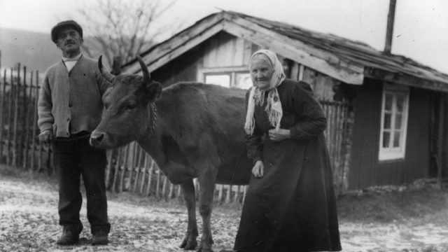 Kua var viktig for husmannsfolka - Pauline Johannesdotter Elstadkleiven f. 1847, fra Ringebu med sønnen Jon og kua, utenfor huset på plassen Høgkleiva ca. 1925. – (Foto: Jørgen N. Elstad, Maihaugen - SS-JNE-5692) Mann, kvinne og ku foran hus