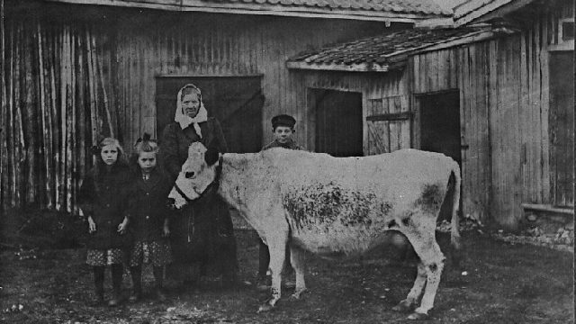 Kua mi, jeg takker deg. Ei god melkeku kunne være det mest verdifulle husmannsfamilien eide. Bildet er tatt rundt 1920 på plassen Brenna under Lund i Jevnaker. – Foto: H. Haugli, Jevnaker / Randsfjordmuseene AS Familie ved ei ku, alle foran et fjøs