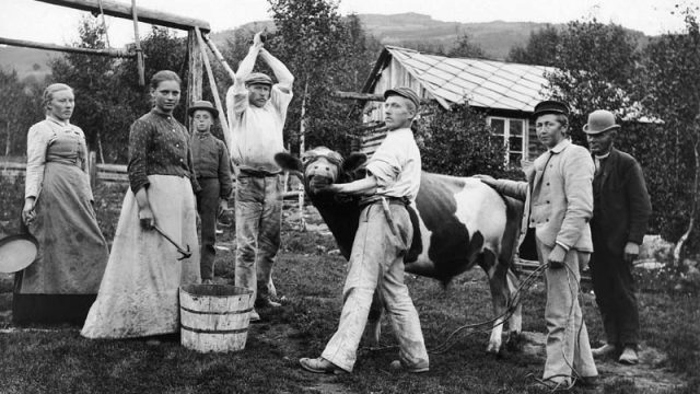 Storfeet hadde stor betydning både på grunn av melka og kjøttet. Her gjøres det klart for slakting – (Foto: Hans H. Lie, Maihaugen - SS-HHL-03195) Ni mennesker gjør klar til slakting av ku. En av de er klar til å hogge hodet til kua, mens en annen holder kua fast