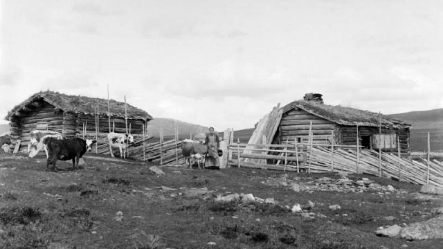 Det var ofte husmannskona som var budeie på sætra om somrene. – (Foto: Hans H. Lie, Maihaugen - SS-HHL-06705) Kyr og budeie på beite foran sæter bygninger