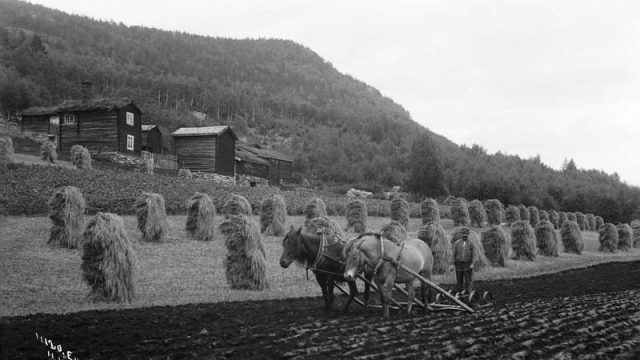 Høstonn i Byrhagen på Vinstra 1908. Kornet er satt opp på staur og åkeren pløyes til neste år. – (Foto: Hans H. Lie, Maihaugen - SS-HHL-11120) To hester og en mann pløyer jorde med hesjer klargjort bak dem