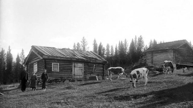 Husmannskontraktene inneholdt ofte krav om at fôr som ble høstet på plassen skulle brukes på plassen, og at gjødsla fra dyra skulle tilbakeføres til jorda. Bildet viser kyr som beiter på husmannsplassen Klyphaugen i Ruste i Nord-Fron. – (Foto: Hans H. Lie, Maihaugen - SS-HHL-12654_02) Tre kyr beiter foran sæter bygg mens tre mennesker poserer for kamera